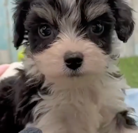 Cavachon Puppies For Sale - Florida Fur Babies